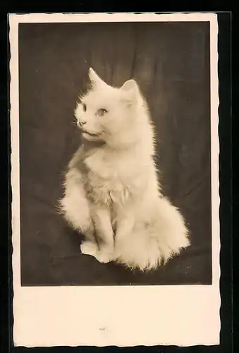AK Portrait einer jungen weissen Katze mit wachem Blick
