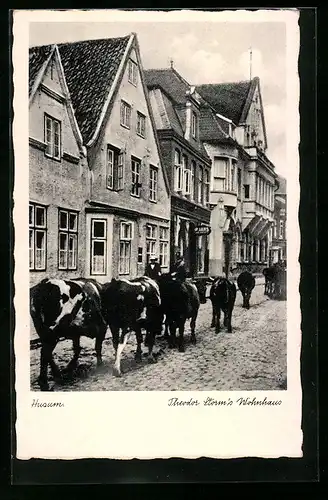 AK Husum, Theodor Storm`s Wohnhaus, Kühe