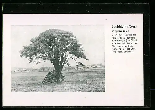 AK Kauschwitz i. Vogtl., Blick auf Schirmkiefer, Baum