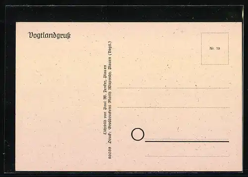 AK Kauschwitz i. Vogtl., Blick auf Schirmkiefer, Baum