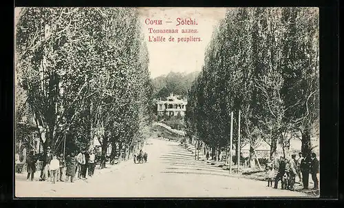 AK Sotchi, L`allée de peupliers