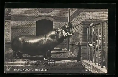 AK Berlin, Nilpferd und Wärter, Zoologischer Garten