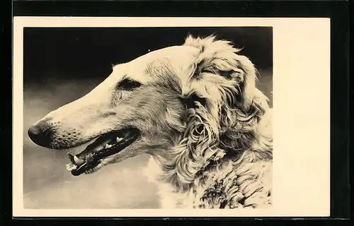 AK Seitenportrait eines Windhundes