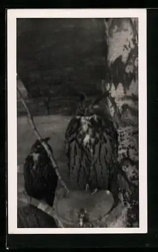 AK Uhu mit Begleiter vor einem Birkenstamm