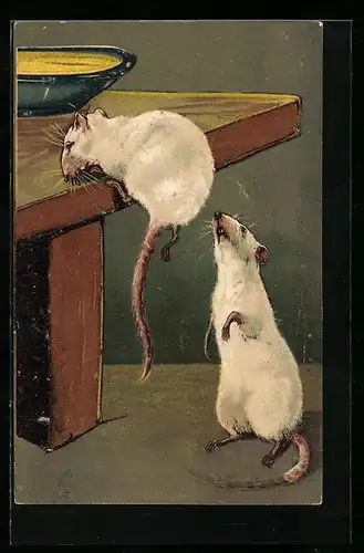AK Zwei weisse Mäuse auf Erkundungstour an einem Tisch