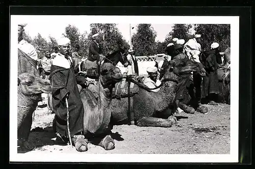 Foto-AK Beduinen mit Kamelen bei der Rast