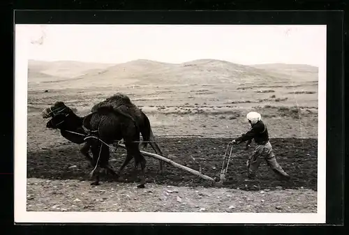 Foto-AK Bauer mit Kamel-Gespann beim Pflügen eines Feldes