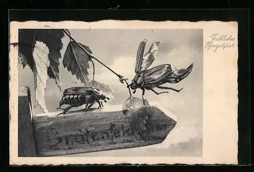 AK Zwei Maikäfer auf einem Wegweiser