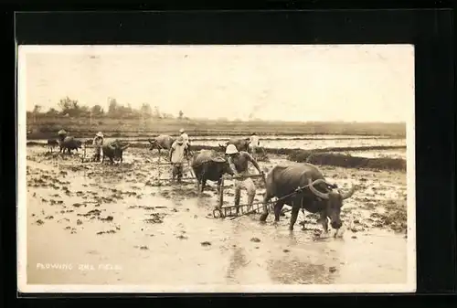 AK Bauern mit Gespann im Reisfeld