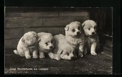 AK Lappland, junge Renntierhunde