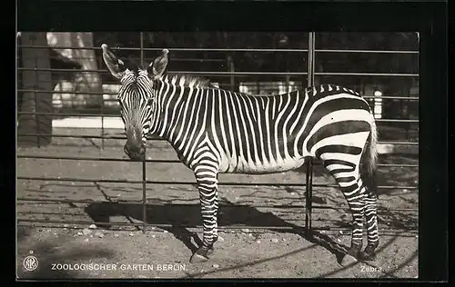 AK Berlin, Zoologischer Garten, Zebra