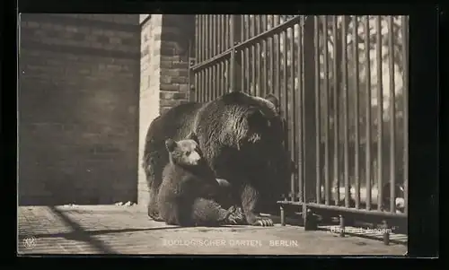 AK Berlin, Bärin mit Jungem, Zoologischer Garten