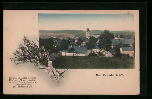 AK Bad Brambach i. V., Ortsansicht mit blühender Schneeheide