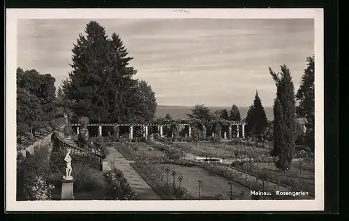 AK Mainau, Blick über den Rosengarten