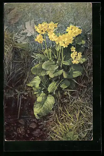 Künstler-AK Photochromie Nr. 620: Primeln, Primula elatior