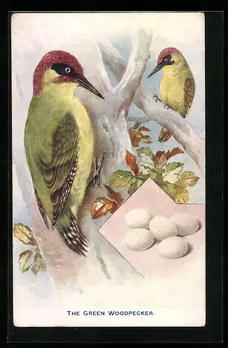 AK The Green Woodpecker