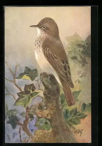 AK Spotted Flycatcher (Musciapa griseola)