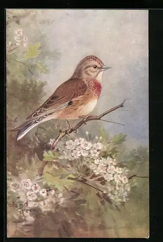 AK Linnet (Carduelis Cannabina Cannabina)