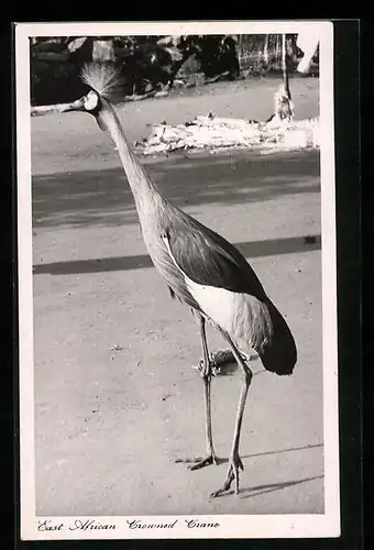 AK East African Crowned Crane