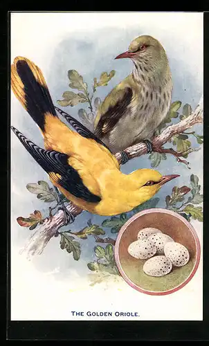 AK Vogelpaar Golden Oriole mit Gelege