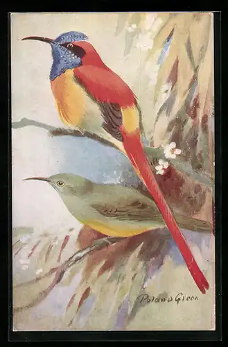 AK Uccello Del Sole a coda di fuoco