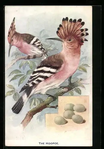 AK Wiedehopf-Paar mit Gelege, The Hoopoe