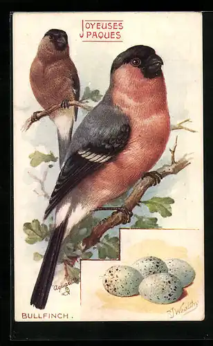 AK The Bullfinch