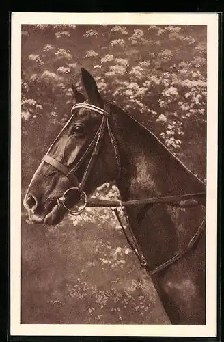 AK Reitpferd mit Halfter von der Seite