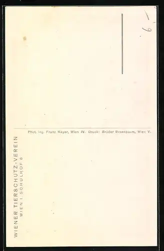 AK Reitpferd mit Halfter von der Seite