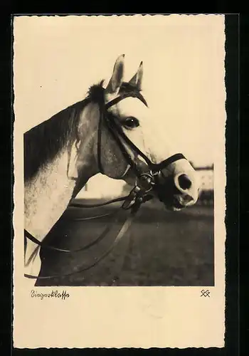 AK Siegerklasse, Apfelschimmel mit Zaumzeug, Pferd