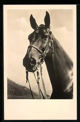 AK Portrait eines Reitpferdes