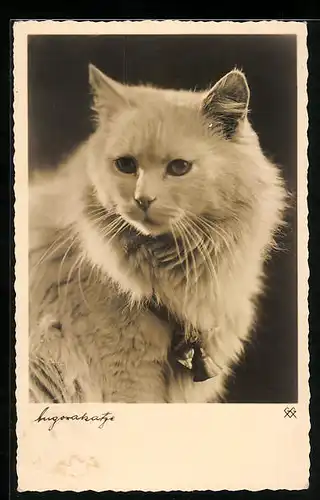 AK Angorakatze im Portrait