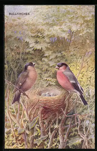 AK Bullfinches, Vögel mit Nest