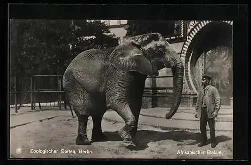 AK Berlin, Zoologischer Garten, Afrikanischer Elefant mit Wärter
