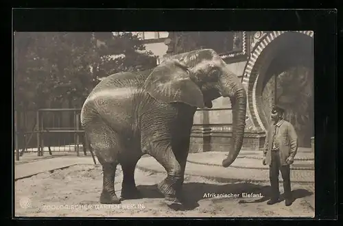 AK Berlin, Afrikanischer Elefant und Wärter, Zoologischer Garten
