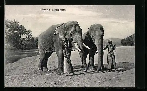 AK Ceylon, Arbeits-Elefanten mit ihren Führern
