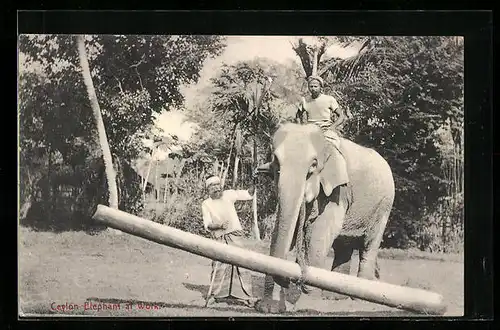 AK Ceylon, Arbeitselefant transportiert einen Baumstamm