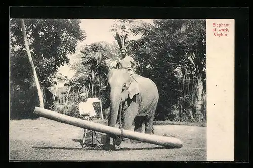 AK Ceylon, Arbeitselefant hebt einen Baumstamm an