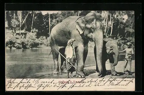 AK Elephant & Young, Indischer Elefant und Jungtier