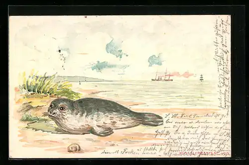 Lithographie Junge Robbe am Meeresstrand