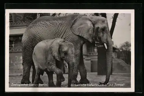 AK Berlin, Zoologischer Garten, Afrikanische Elefanten Lindi und Tempo im Freigehege