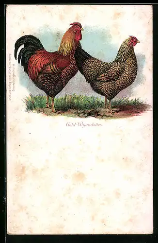 Lithographie Gold-Wyandottes, Hühnerpaar neben Grasfläche