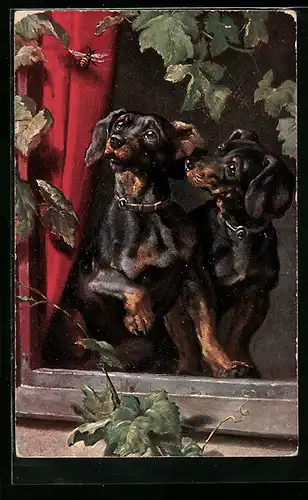 AK zwei Dackel beobachten neugierig eine Biene