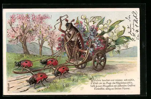 Präge-Lithographie Maikäfer fährt eine Blumenkutsche, von Marienkäfern gezogen, Pfingstgruss