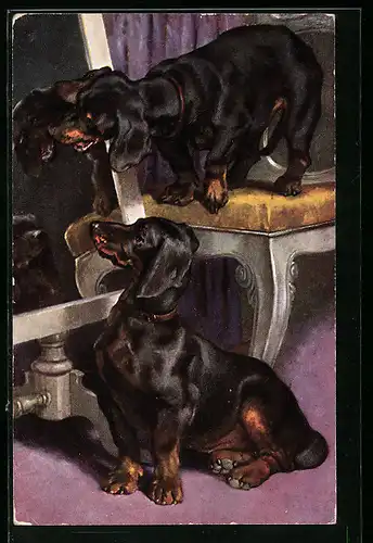 AK Zwei Dackel blicken gebannt in einem Toiletten-Spiegel