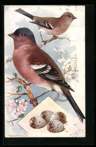 AK Chaffinch, Vogelpaar mit Eiern