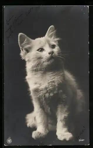 AK Portrait einer jungen weissen Katze