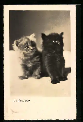 AK Zwei Frechdachse, Katzenwelpen