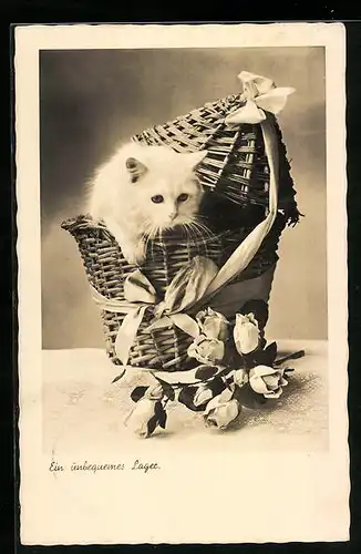 AK Weisse Katze in einem Korb, Rosen