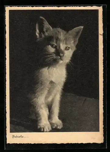 AK Kleine Katze im Portrait